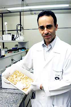 Lício Velloso, chefe do Laboratório de Sinalização Celular: programa busca novos alvos para terapêutica do diabetes 