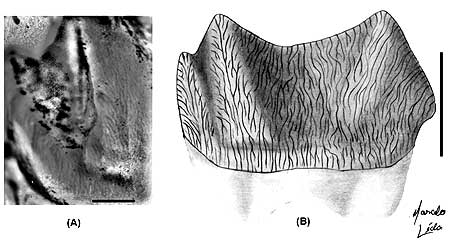 Foto e ilustração de dente de mamífero pré-histórico com suas bandas de esmalte verticais, da coleção em São José de Itaboraí (RJ) 