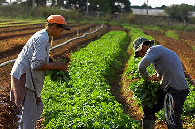 Segundo o profressor Carlos Henrique Inácio Ramos, o setor agrícola também pode se beneficiar de estudos como os desenvolvidos por sua equipe (Foto: Antoninho Perri)