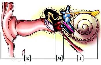 Desenho da anatomia da orelha externa (E), média (M) e interna (I): mecânica do som que percorre o inverso do sentido fisiológico 