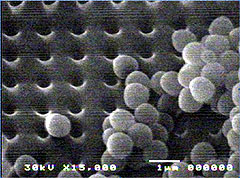 Microscopia eletrônica da nanopeneira separando partículassubmicrométricas de poliestireno (Imagens: Divulgação)