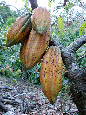 Fruto do cacau(Foto: Divulgação)
