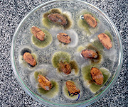 Amêndoas apresentando intensa contaminação por fungos toxigênicos (Foto: Divulgação)